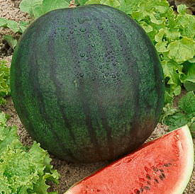 Sugar Baby watermelon Watermelon Sugar Baby