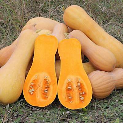 Winter Squash