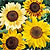 https://www.swallowtailgardenseeds.com/images/annuals/sunflower.jpg