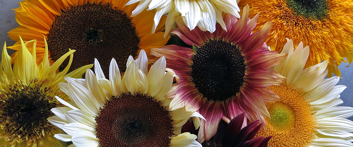 Annual Flower Seeds - Sunflowers