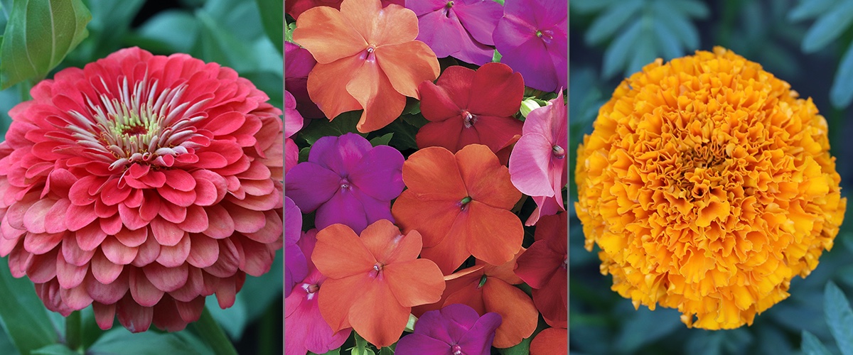 Bulk Seeds - Zinnias, Impatiens, Marigolds, and more.