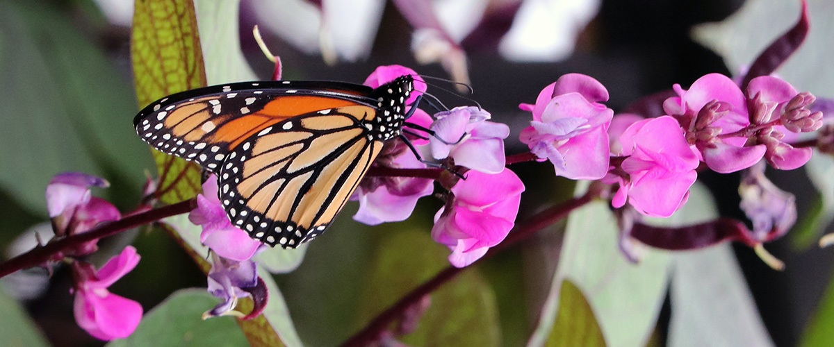 Flowering Vine Seeds - Hyacinth Vine