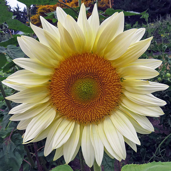 Sunflower Seeds