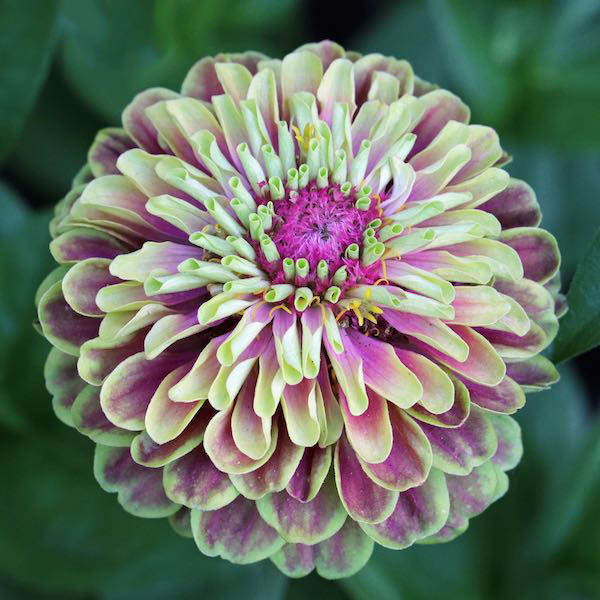 Zinnia Seeds