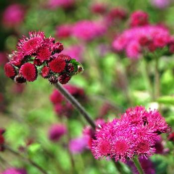 Ageratum