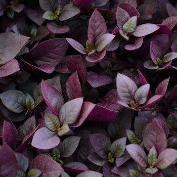 Alternanthera