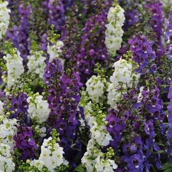 Angelonia