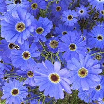 Brachyscome