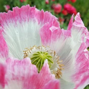 Breadseed Poppy