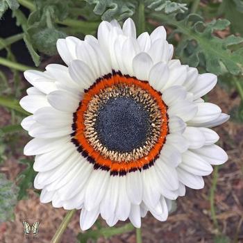 Cape Daisy