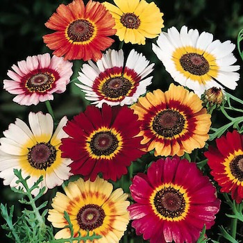 Chrysanthemum