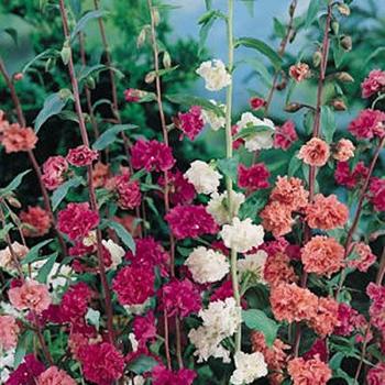 Clarkia