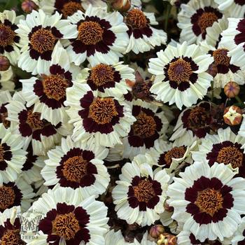Coreopsis Flowers