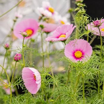 Cosmos