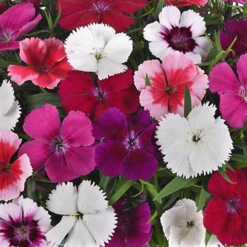 Dianthus