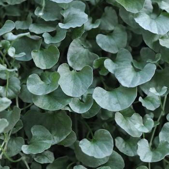 Dichondra