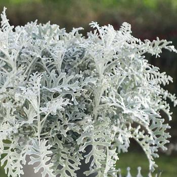 Dusty Miller