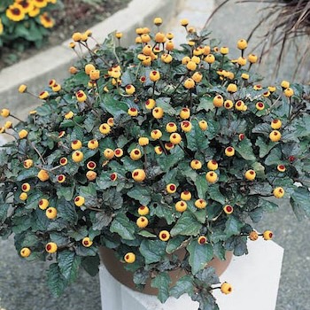 Eyeball Plant
