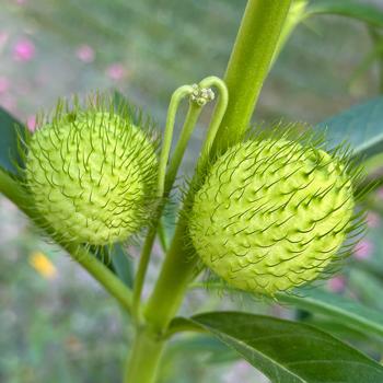 Gomphocarpus