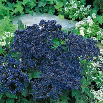 Heliotrope