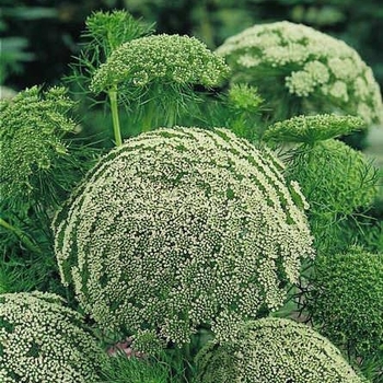 Laceflower