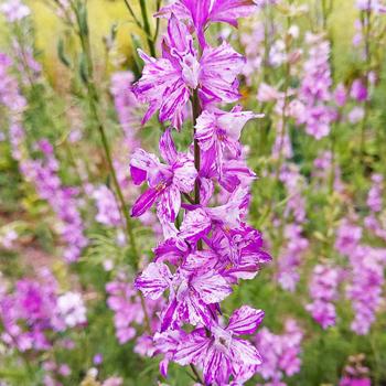 Larkspur