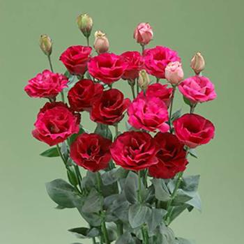 Lisianthus