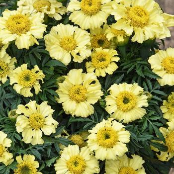 Marigold