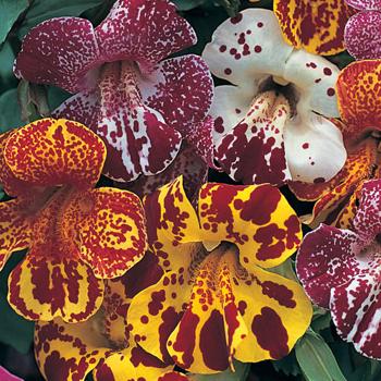 Mimulus