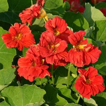 Nasturtium