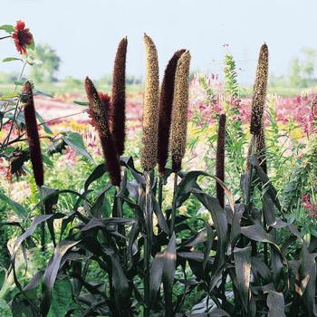Ornamental Millet