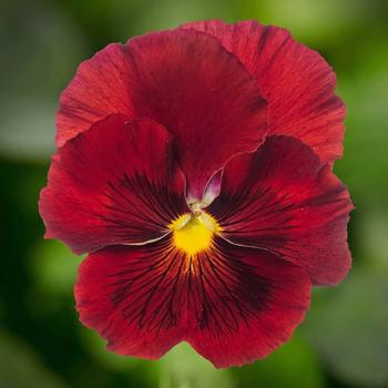 Pansy