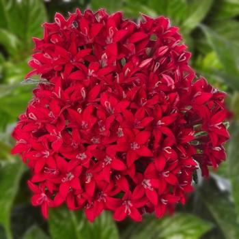 Pentas Flowers