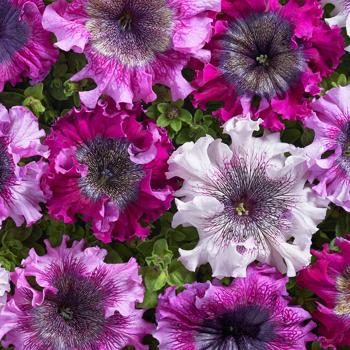 Petunia