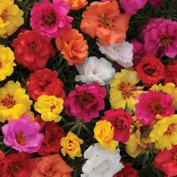 Portulaca