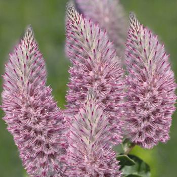 Ptilotus