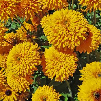 Rudbeckia