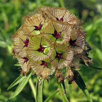 Scabiosa
