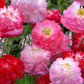 Shirley Poppy