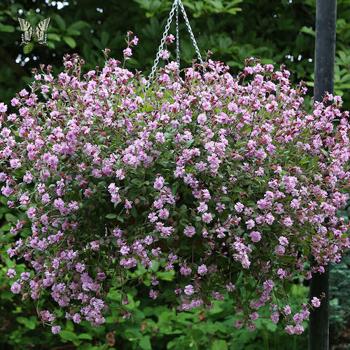 Silene
