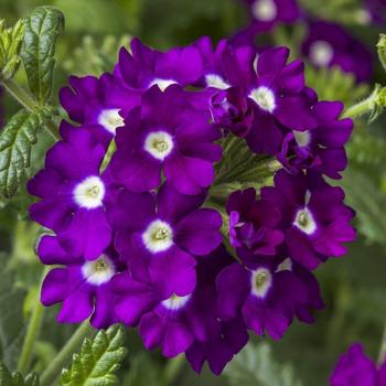 Verbena