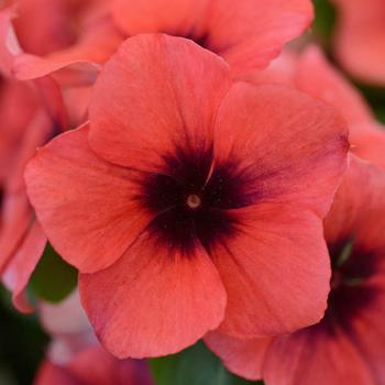 Vinca