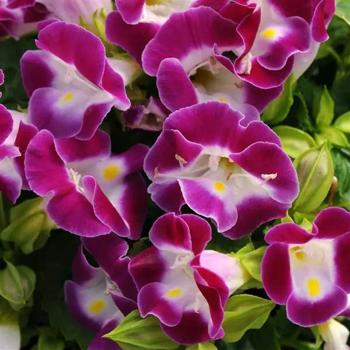 Wishbone Flower