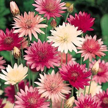 Xeranthemum