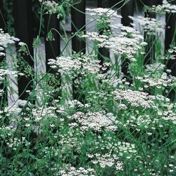 Anise