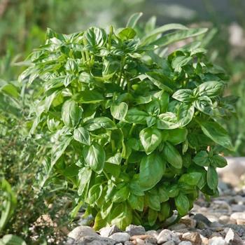 Basil