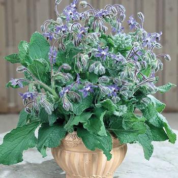 Borage