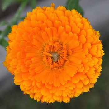 Calendula