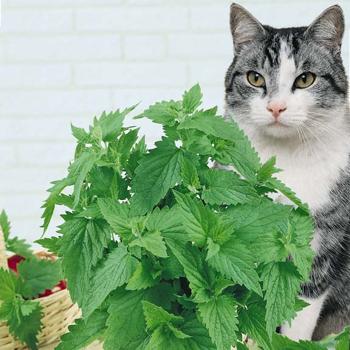 Catnip
