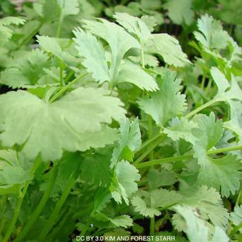 Cilantro